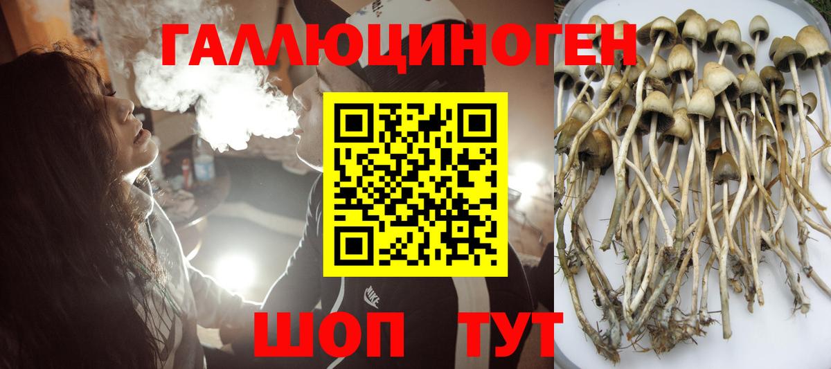 Псилоцибиновые грибы GOLDEN TEACHER  Вход с VPN  Кольчугино  Псилоцибиновые грибы мухоморы 